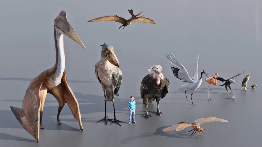 Do minúsculo ao imponente: vídeos comparam tamanhos de animais adultos