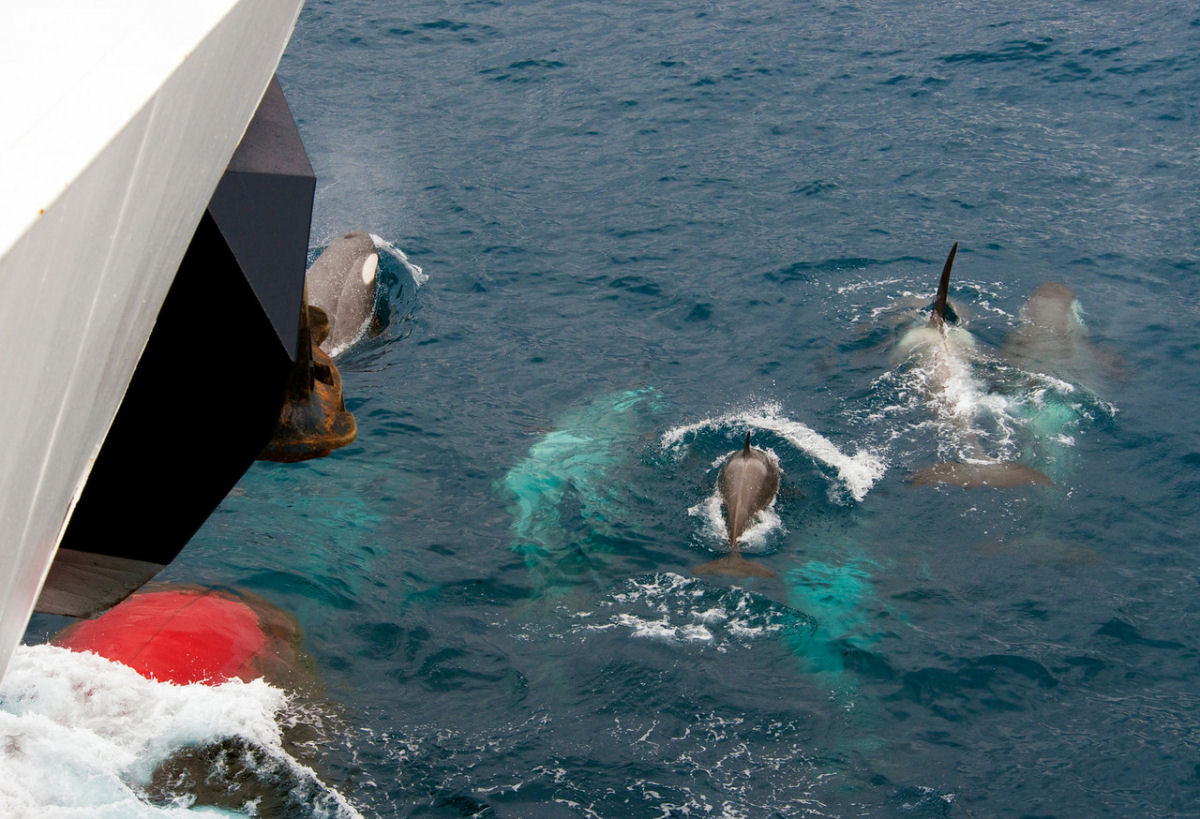 Orcas e golfinhos podem seguir embarcaes para economizar energia