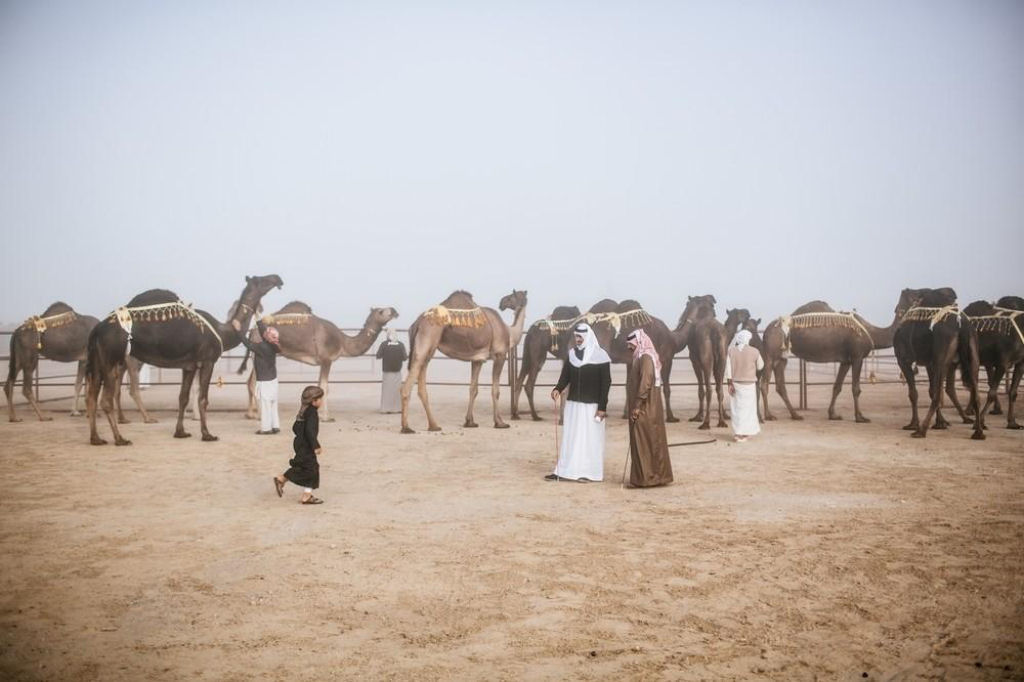 Expulsam 12 camelos de um concurso de beleza saudita pelo uso de Botox