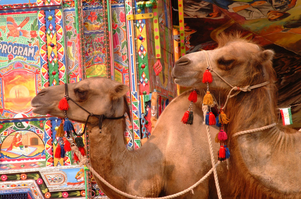 Expulsam 12 camelos de um concurso de beleza saudita pelo uso de Botox
