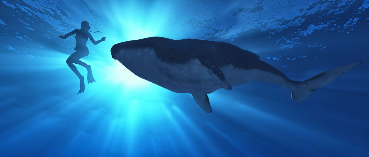 Pesquisadores relatam primeira conversa entre humanos e baleias-jubarte