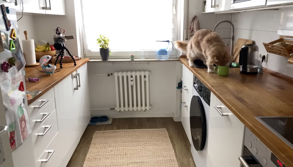 Youtuber cria um rob� para controlar seu gato enxerido 