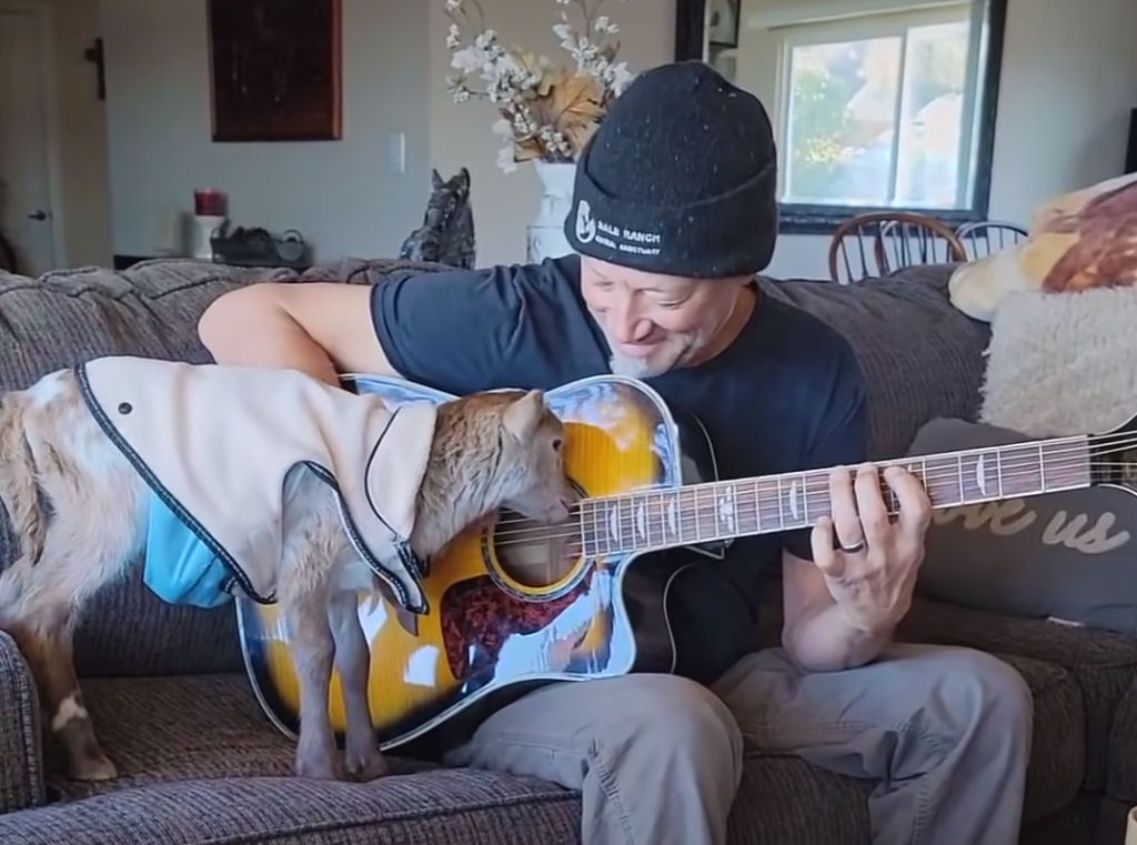 Cordeiro resgatado adora tocar violão com seu humano