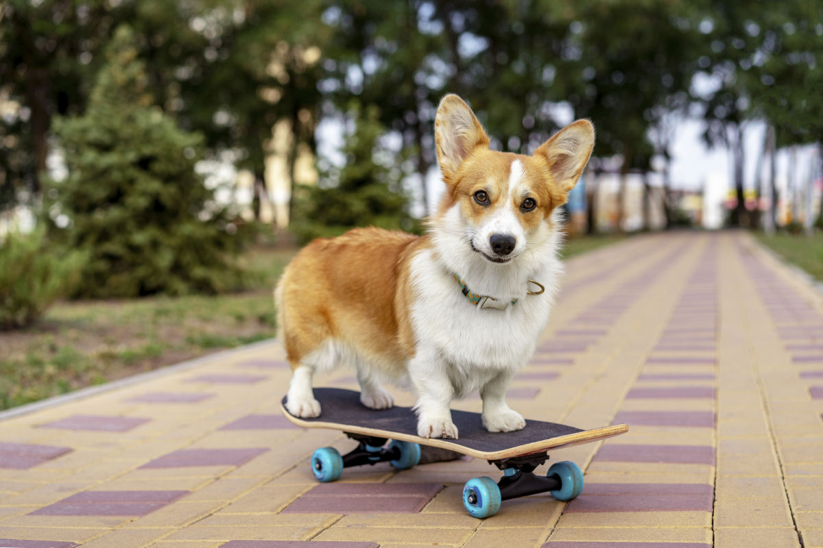 Ousado corgi desce escadaria de skate na Espanha