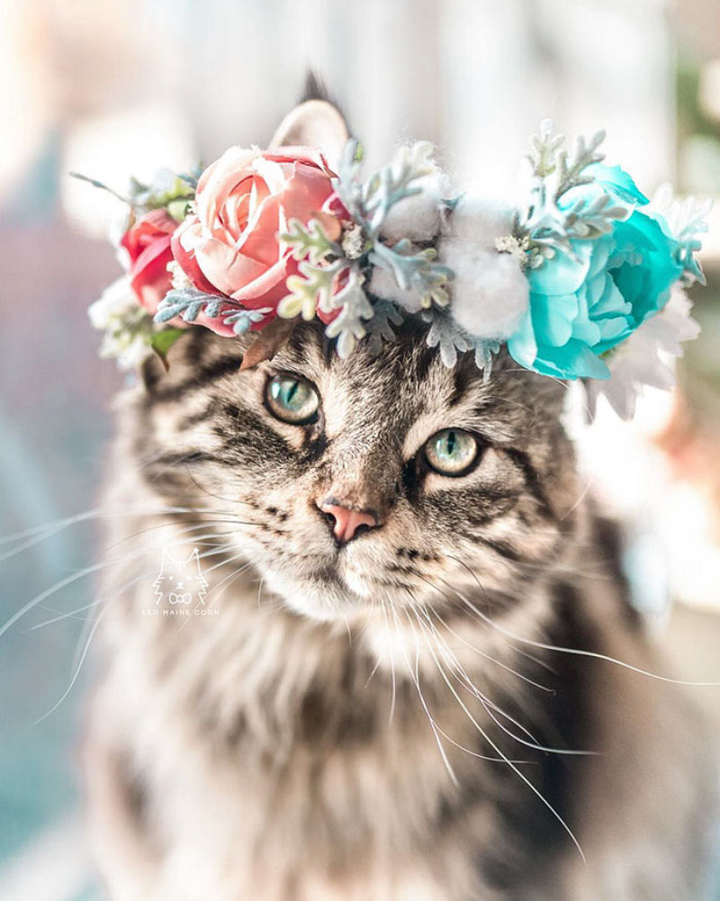 Coroas de flores artesanais majestosas para ces e gatos 08