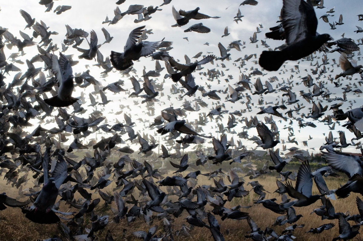 O voo da morte columbina: as duras corridas martimas de Taiwan matam mais de um milho de pombos por ano