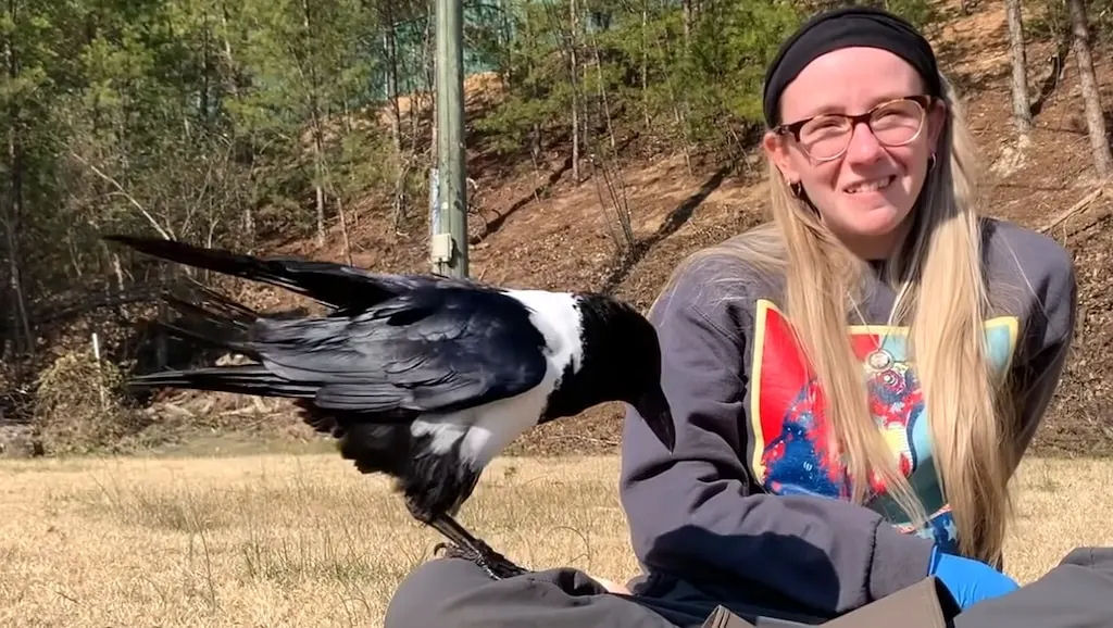 Inteligente corvo-malhado acha que  mais humano que pssaro
