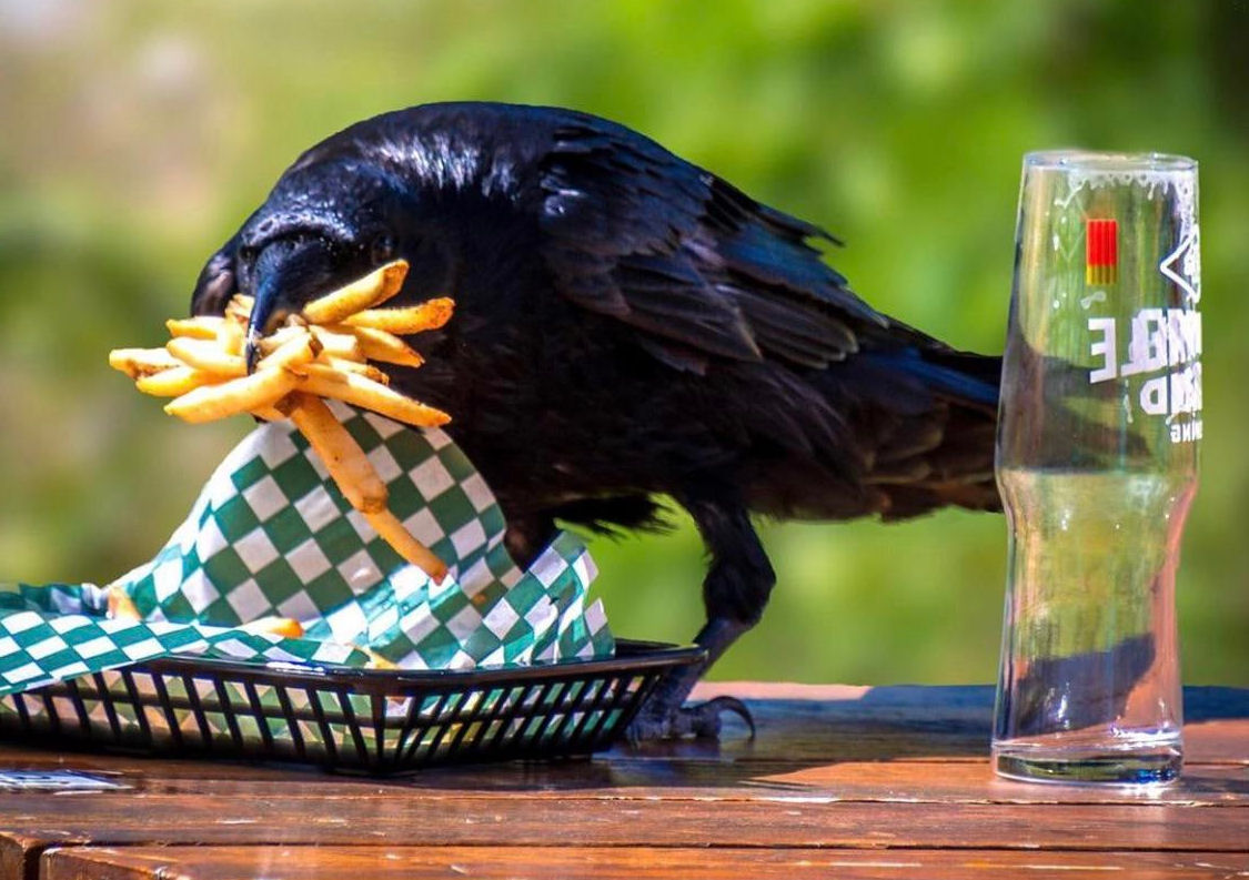 Os corvos roubam nossa comida h mais de 30.000 anos
