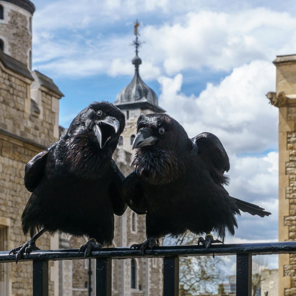 Por que a Torre de Londres tem sempre ao menos 7 corvos?