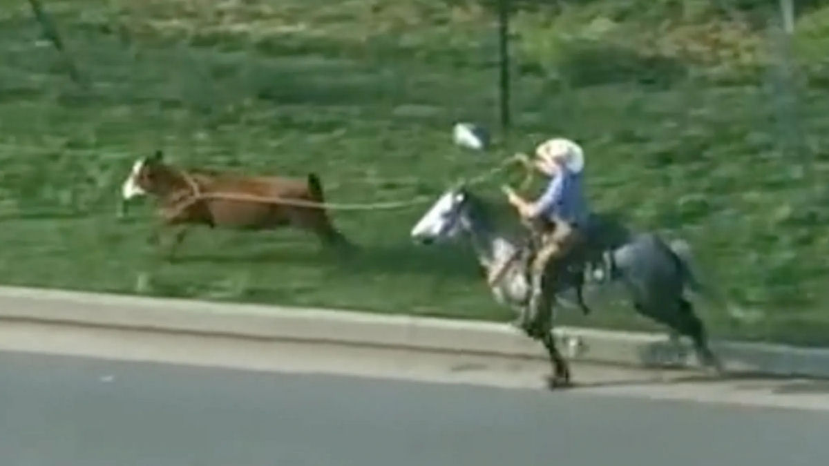 Cowboys laçam uma vaca solta em uma estrada movimentada