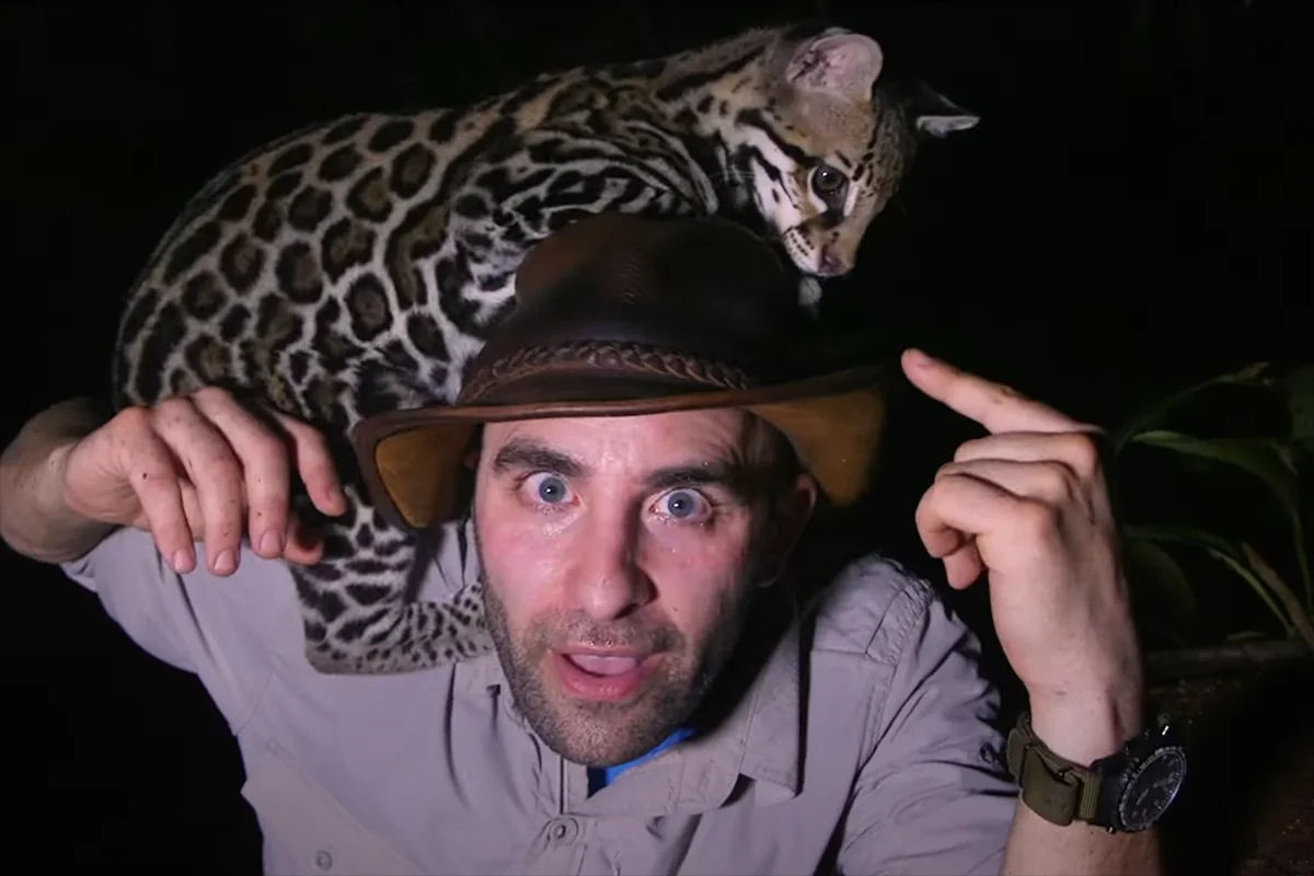 Explorador de vida selvagem brincou com uma jaguatirica