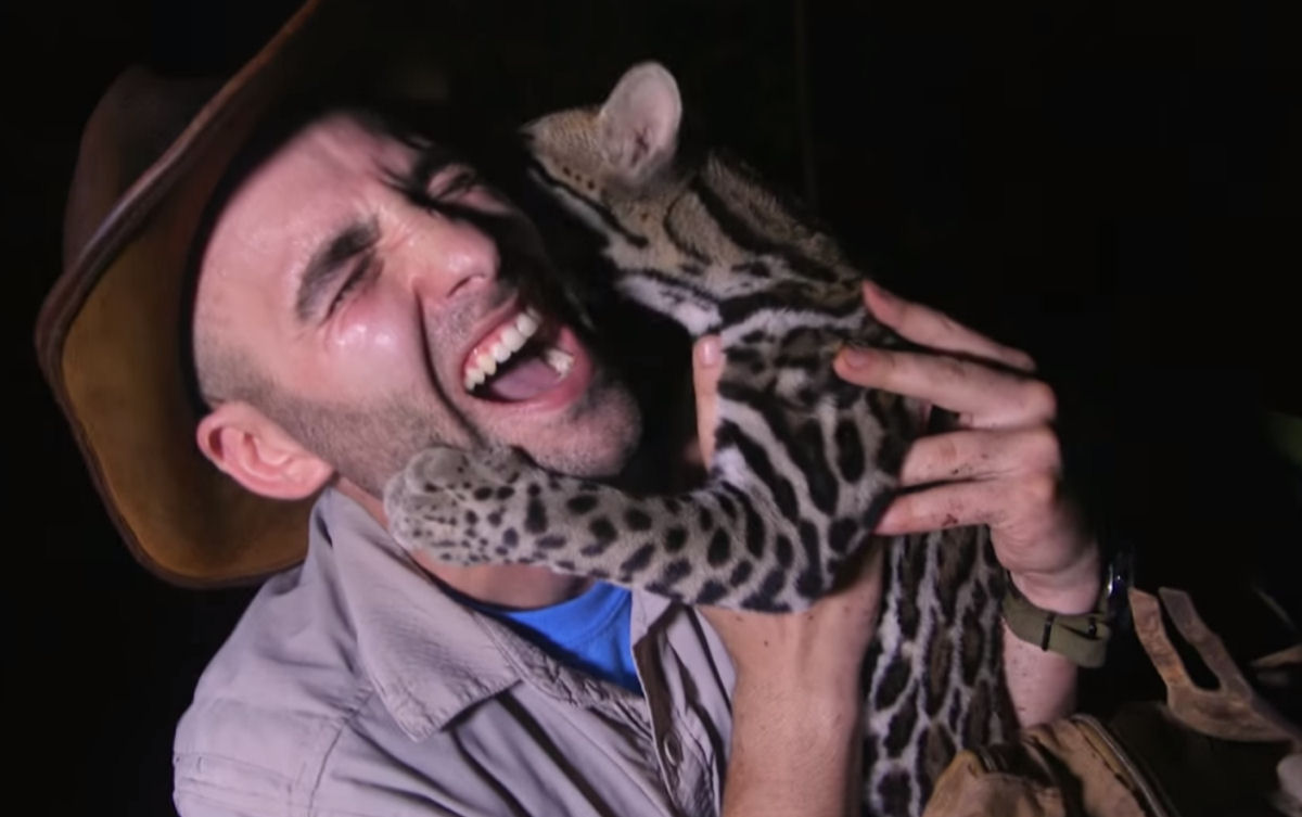 Explorador de vida selvagem brincou com uma jaguatirica