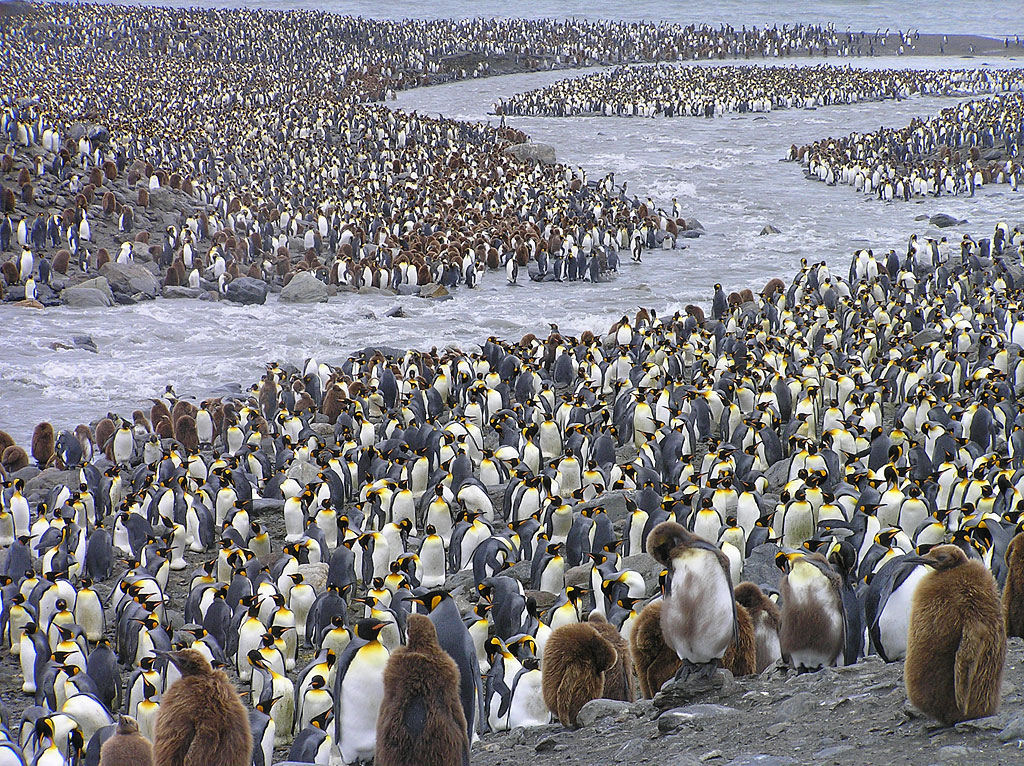 Creche do pinguim-rei: a maior creche do planeta 01