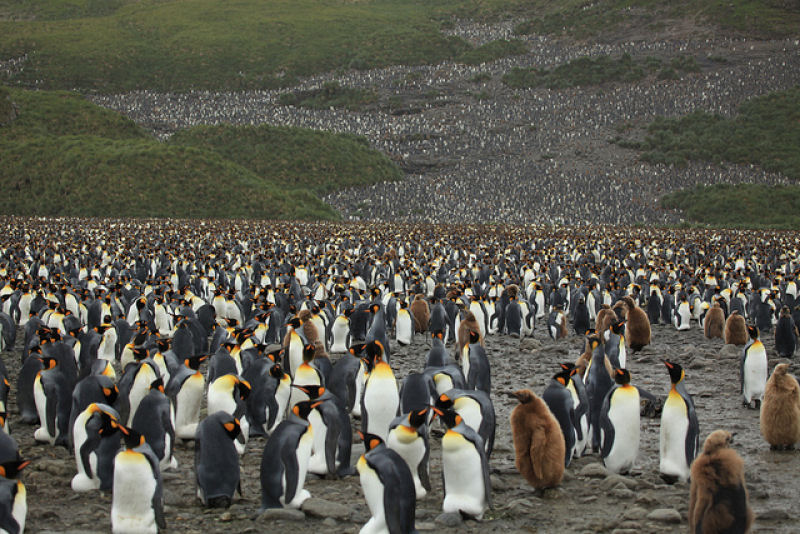 Creche do pinguim-rei: a maior creche do planeta 02