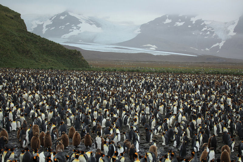 Creche do pinguim-rei: a maior creche do planeta 03