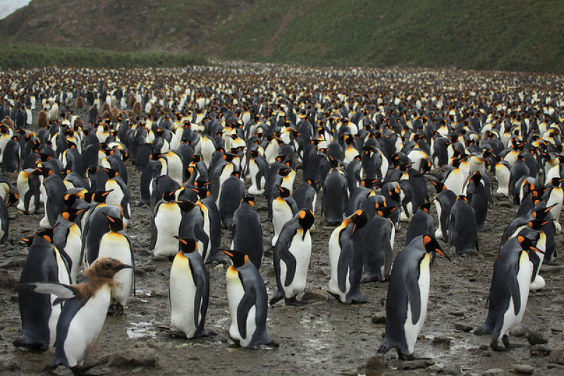 Creche do pinguim-rei: a maior creche do planeta 04
