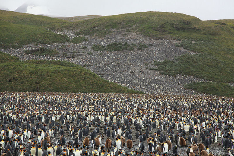 Creche do pinguim-rei: a maior creche do planeta 05