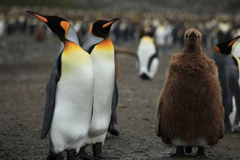 Creche do pinguim-rei: a maior creche do planeta 06
