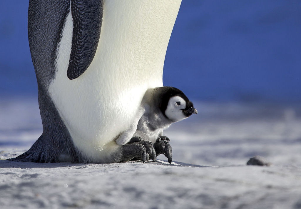 Creche do pinguim-rei: a maior creche do planeta 07