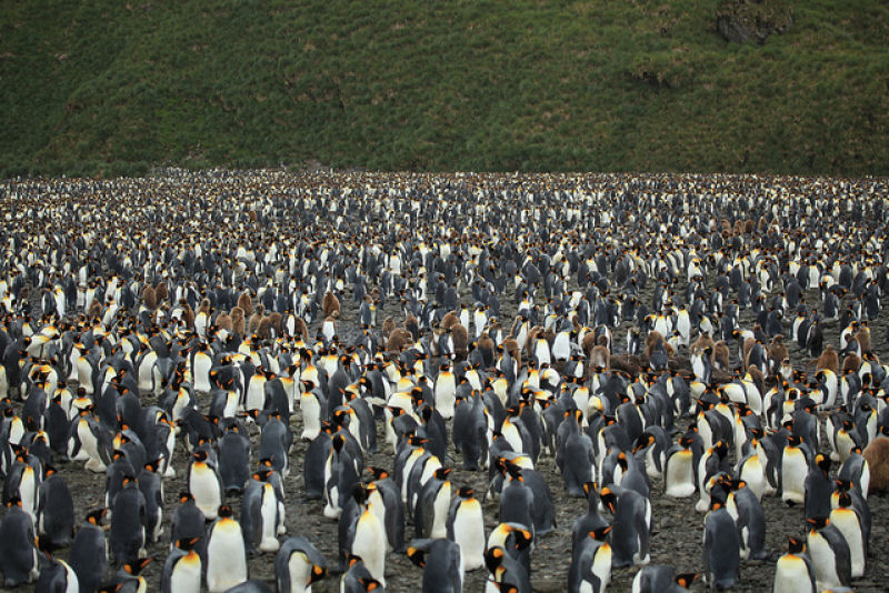 Creche do pinguim-rei: a maior creche do planeta 08