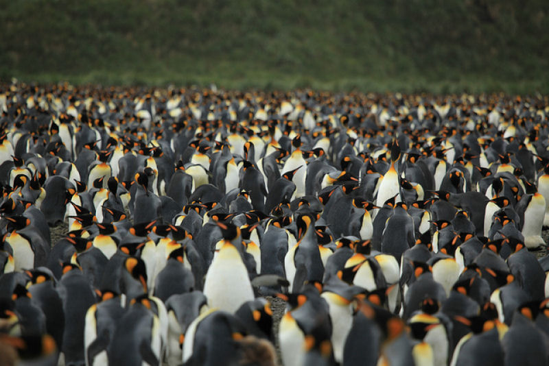 Creche do pinguim-rei: a maior creche do planeta 09