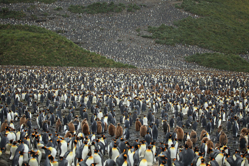 Creche do pinguim-rei: a maior creche do planeta 10