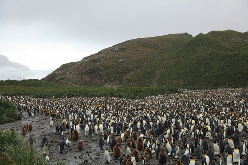 Creche do pinguim-rei: a maior creche do planeta 11