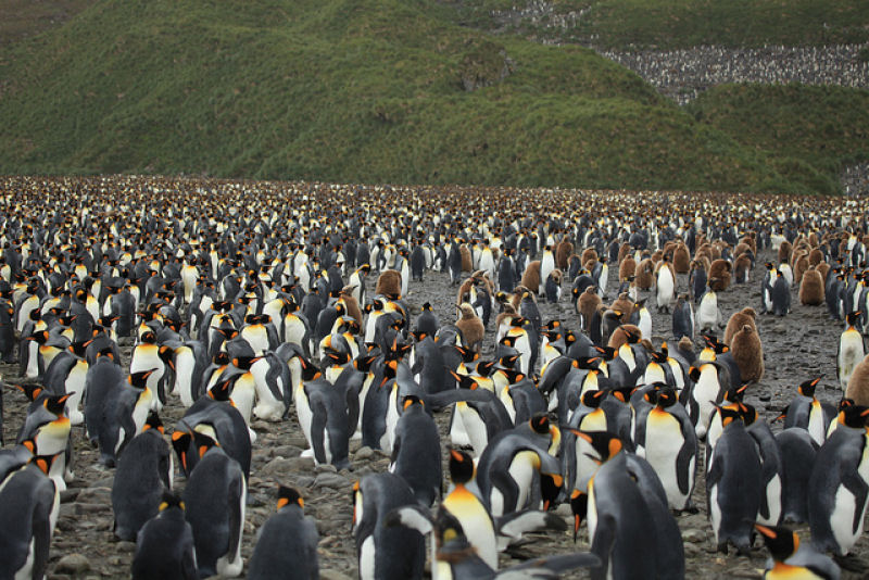 Creche do pinguim-rei: a maior creche do planeta 12