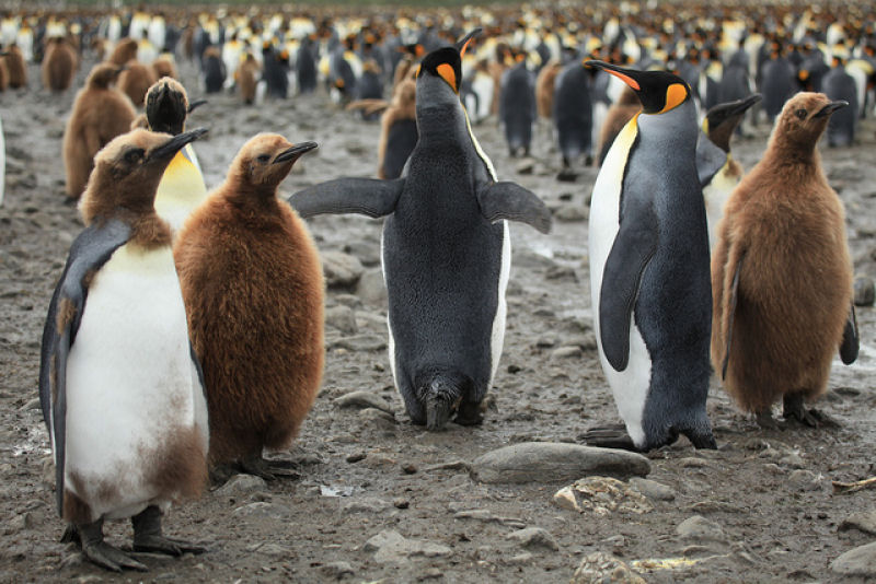 Creche do pinguim-rei: a maior creche do planeta 13