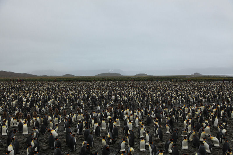 Creche do pinguim-rei: a maior creche do planeta 14