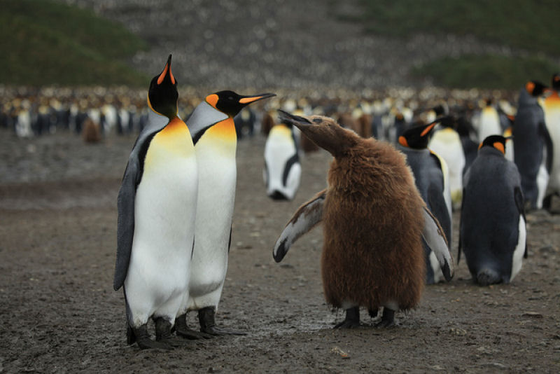 Creche do pinguim-rei: a maior creche do planeta 15