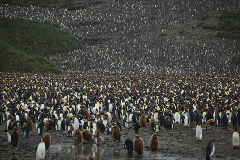 Creche do pinguim-rei: a maior creche do planeta 16