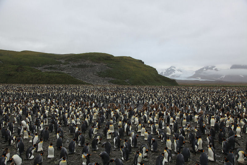 Creche do pinguim-rei: a maior creche do planeta 17