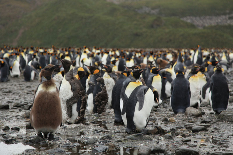 Creche do pinguim-rei: a maior creche do planeta 18