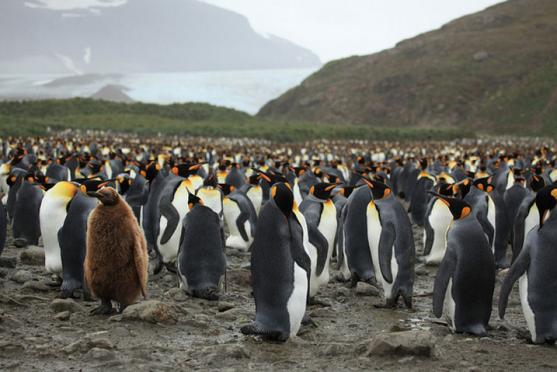 Creche do pinguim-rei: a maior creche do planeta 19