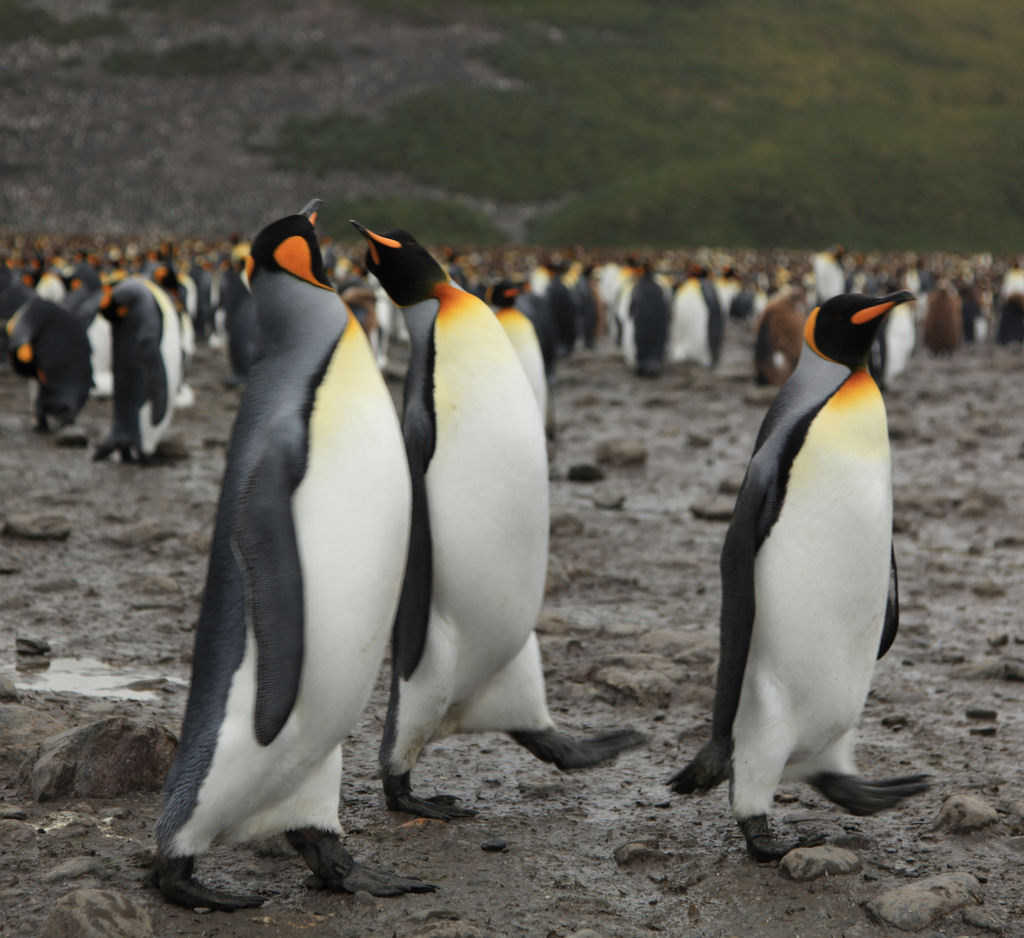 Creche do pinguim-rei: a maior creche do planeta 20