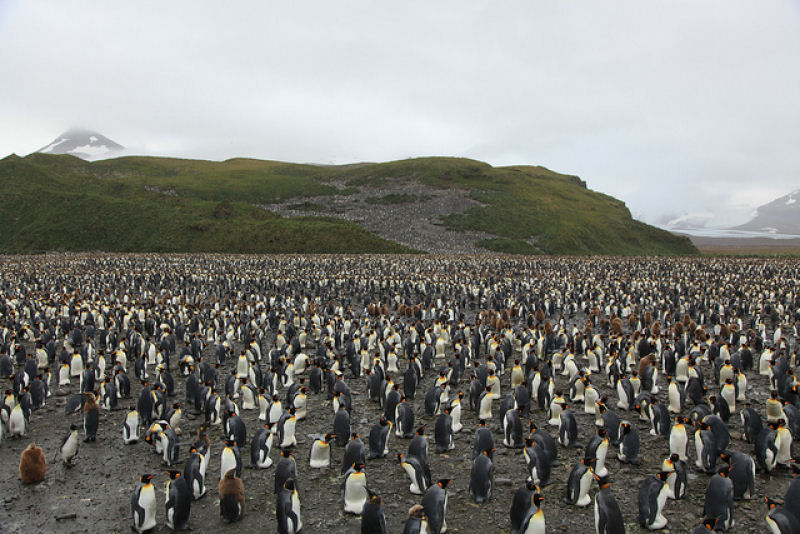 Creche do pinguim-rei: a maior creche do planeta 21