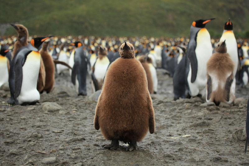 Creche do pinguim-rei: a maior creche do planeta 22