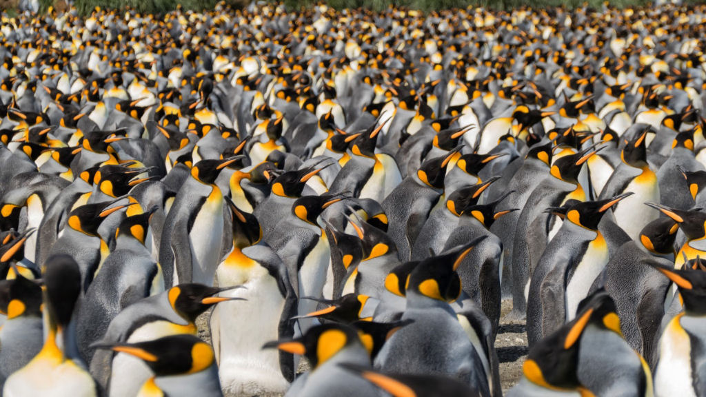 Creche do pinguim-rei: a maior creche do planeta 23