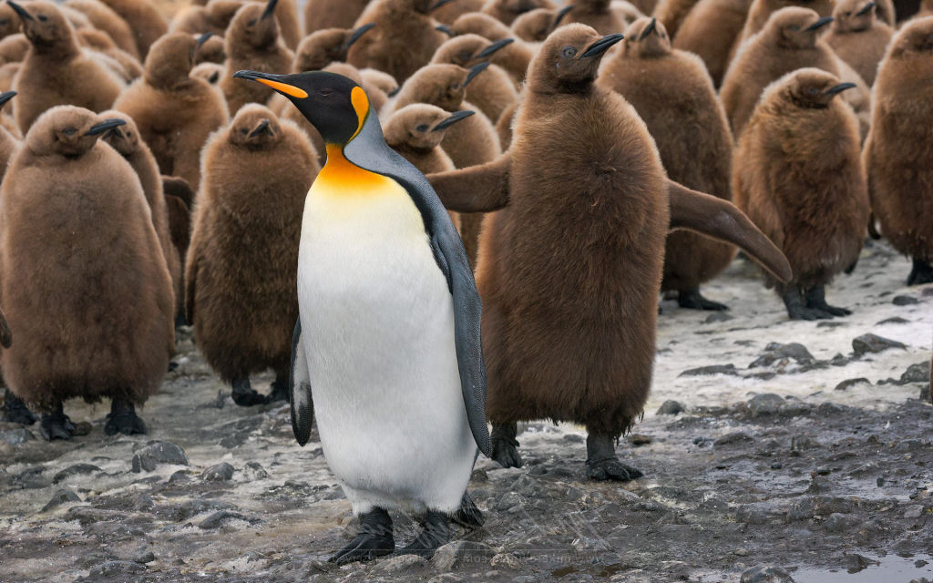 Creche do pinguim-rei: a maior creche do planeta 24