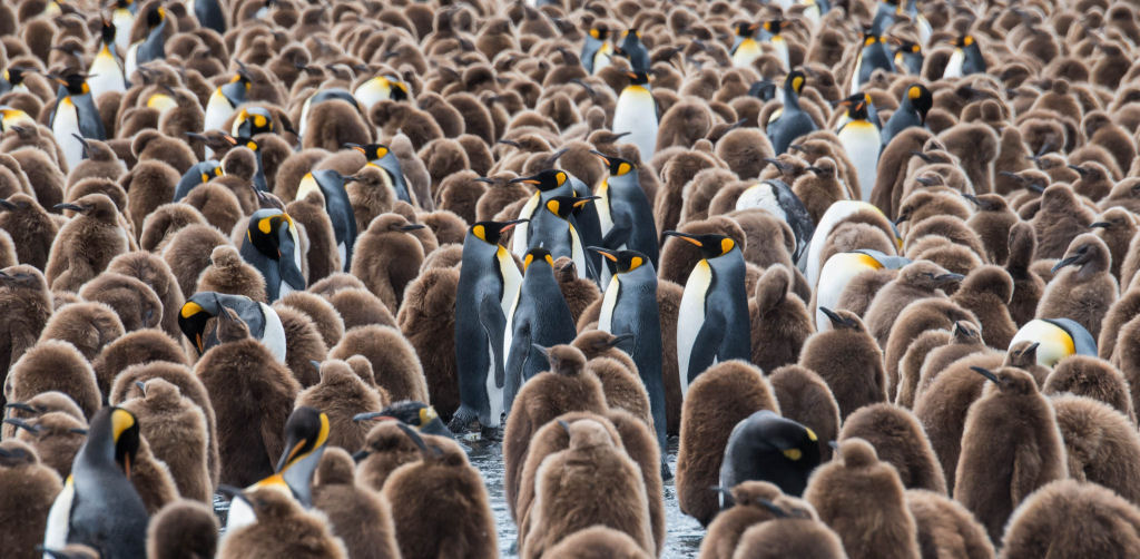 Creche do pinguim-rei: a maior creche do planeta 25