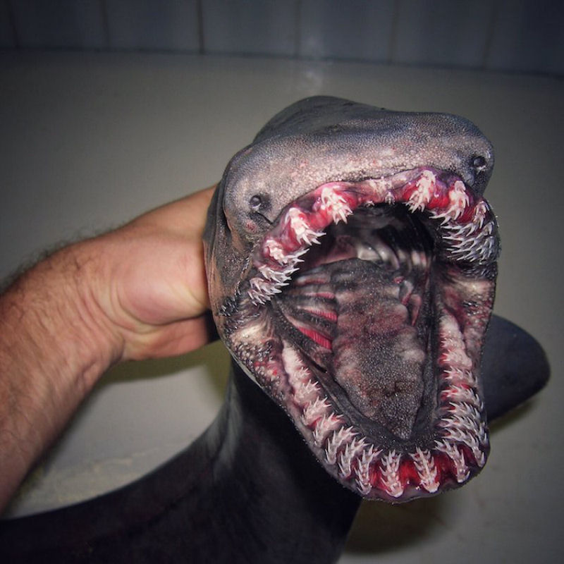 Pescador russo de guas profundas compartilha fotos de peixes estranhos que ele captura 01
