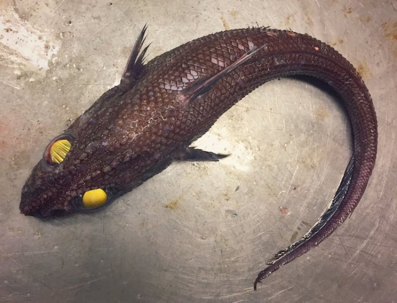 Pescador russo de guas profundas compartilha fotos de peixes estranhos que ele captura 04