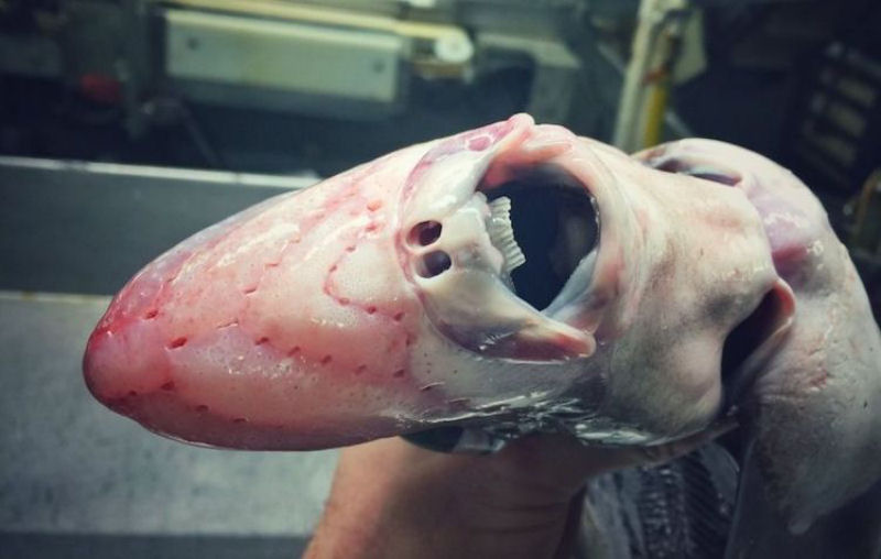 Pescador russo de guas profundas compartilha fotos de peixes estranhos que ele captura 08