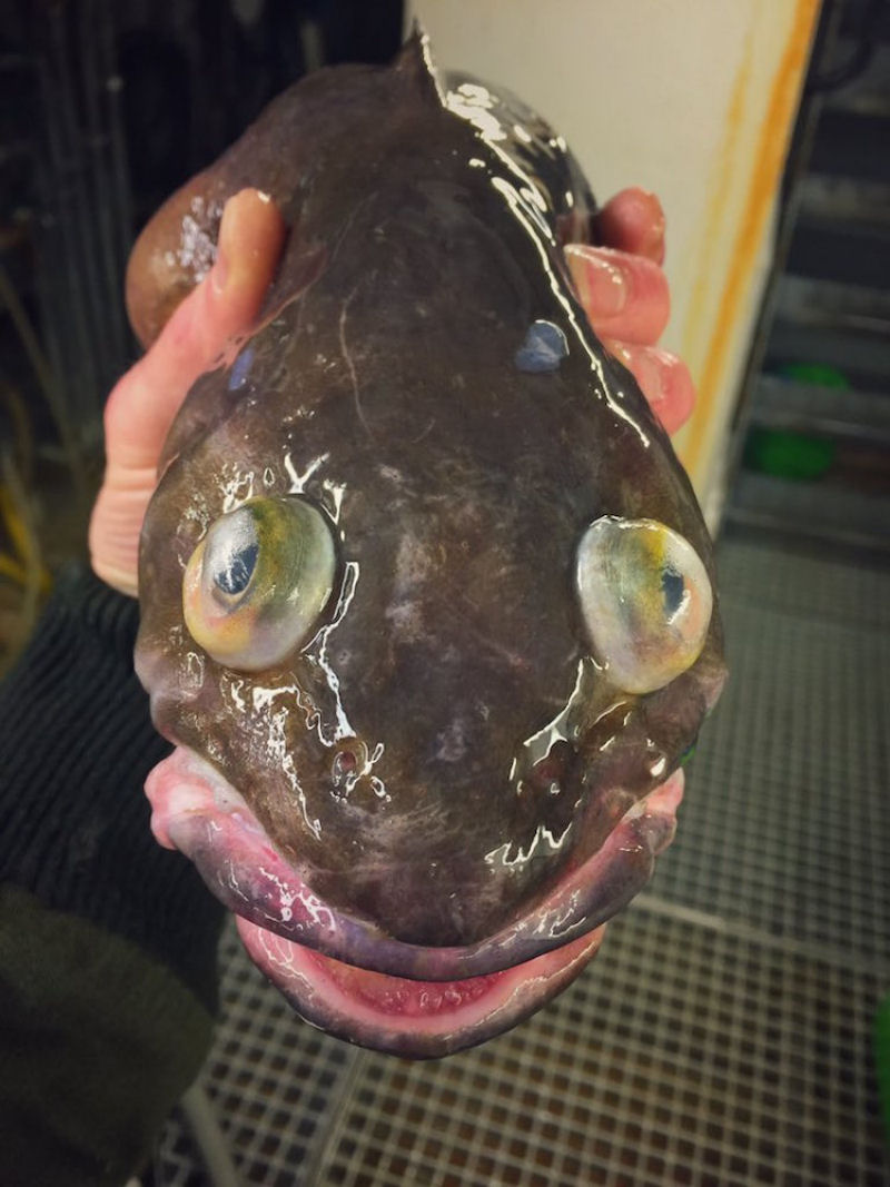 Pescador russo de guas profundas compartilha fotos de peixes estranhos que ele captura 09