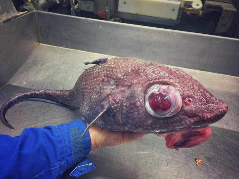 Pescador russo de guas profundas compartilha fotos de peixes estranhos que ele captura 10