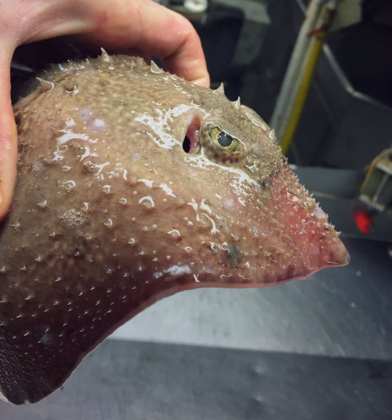Pescador russo de guas profundas compartilha fotos de peixes estranhos que ele captura 11