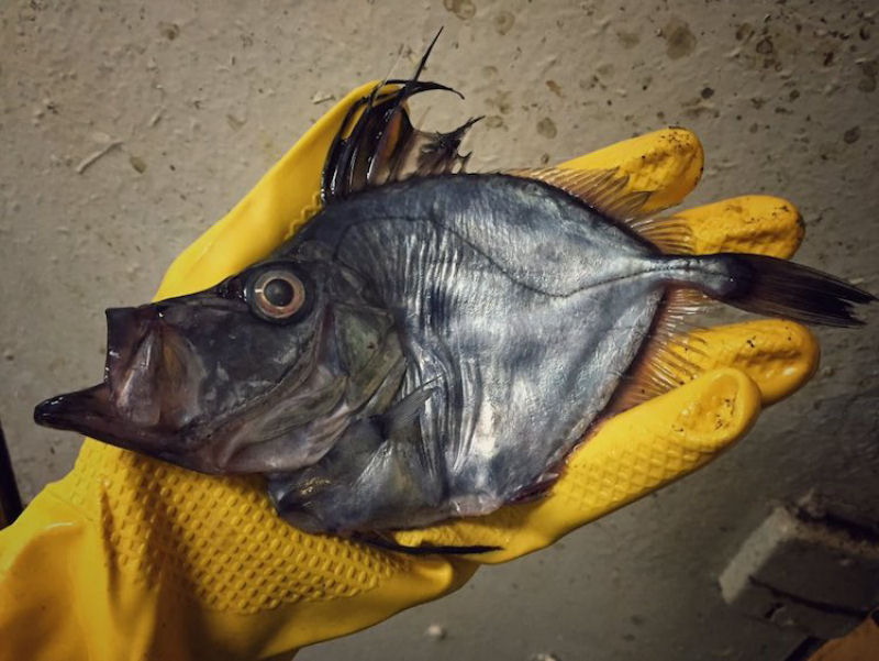 Pescador russo de guas profundas compartilha fotos de peixes estranhos que ele captura 12