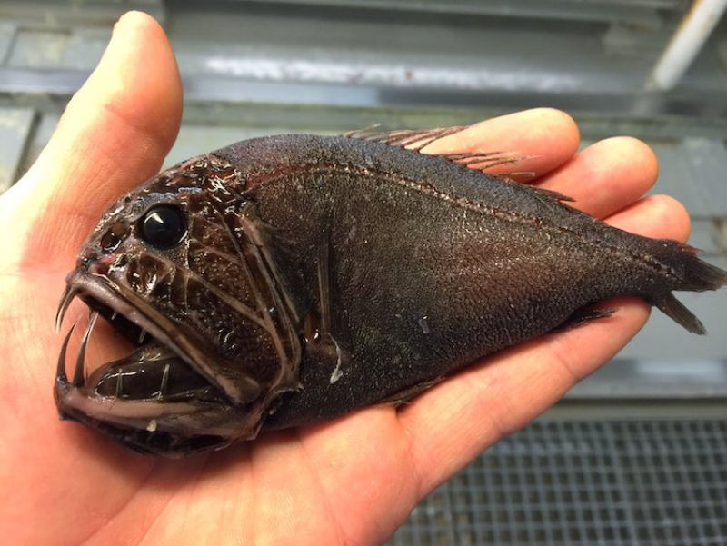 Pescador russo de guas profundas compartilha fotos de peixes estranhos que ele captura 14