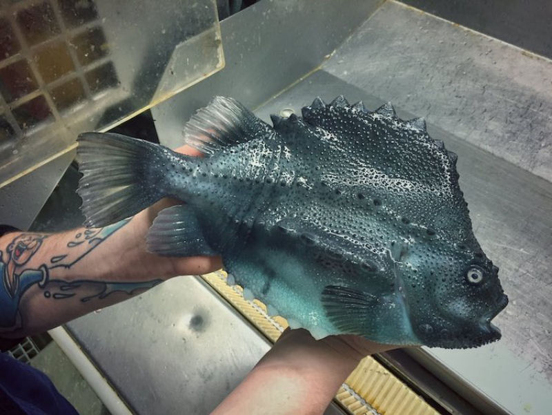 Pescador russo de guas profundas compartilha fotos de peixes estranhos que ele captura 15